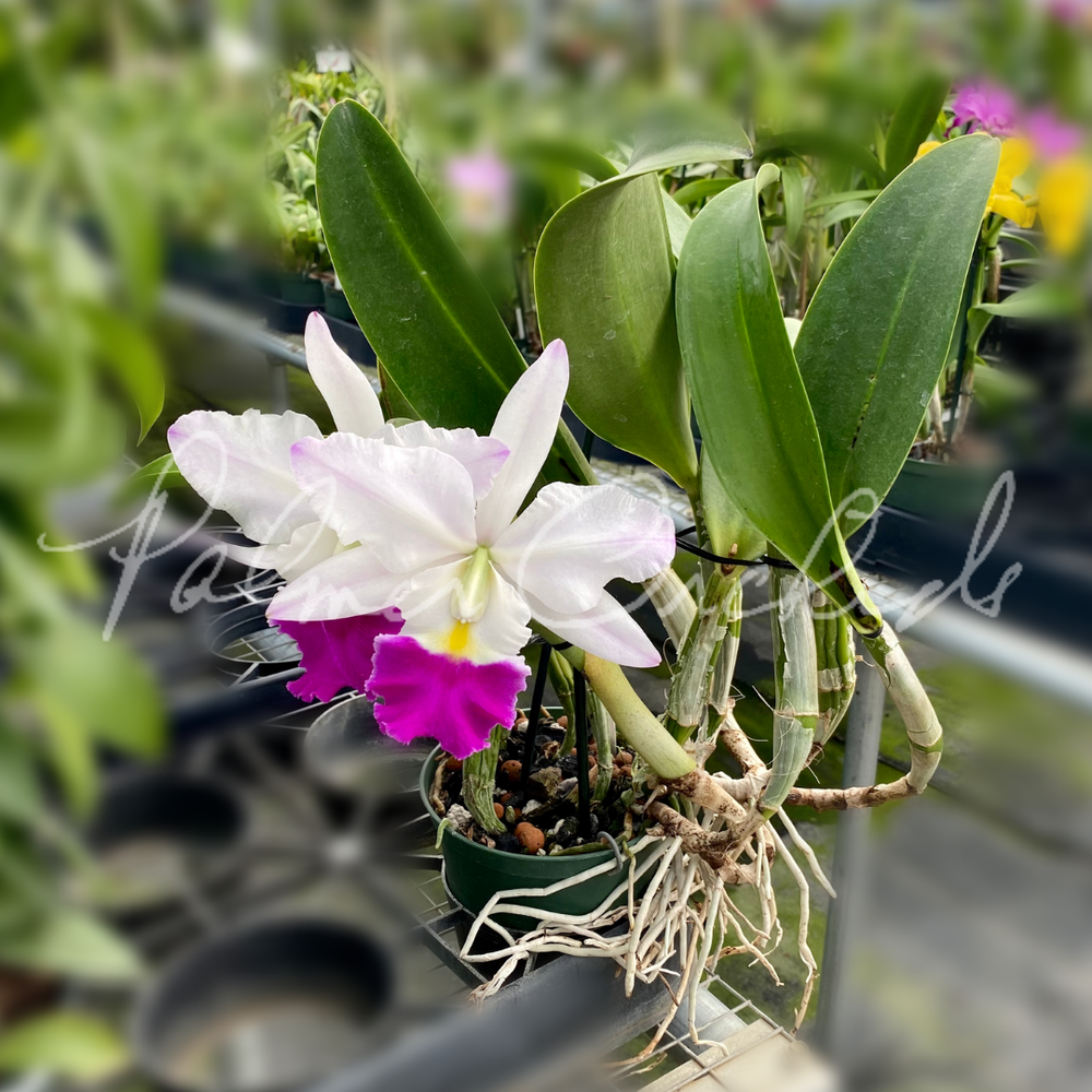 Cattleya+QF+Hawaiian+Palmer+